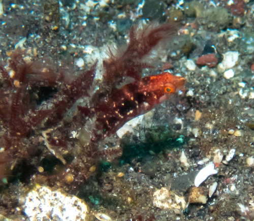 Comettailed Wrasse