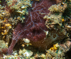 Haliclona nematifera