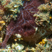 Haliclona nematifera