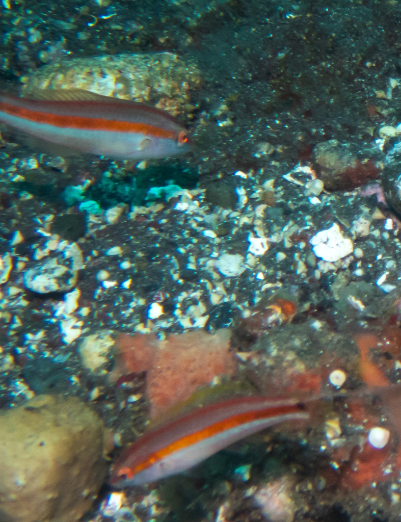 Goldstripe Wrasse