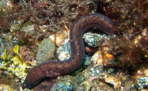 Robins' moray (Gymnothorax robinsi) — Muraenidae — 5