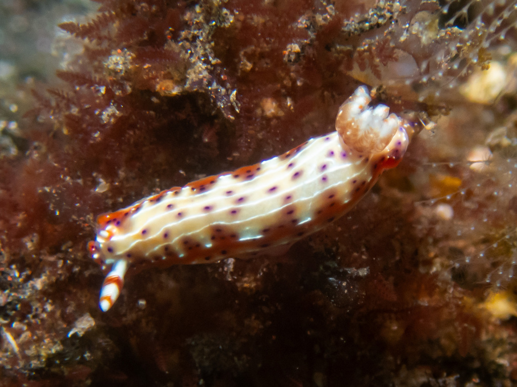 Double-banded Split-tooth Dorid
