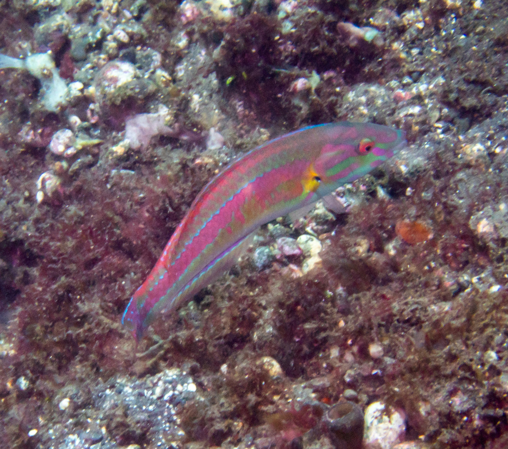 Goldstripe Wrasse