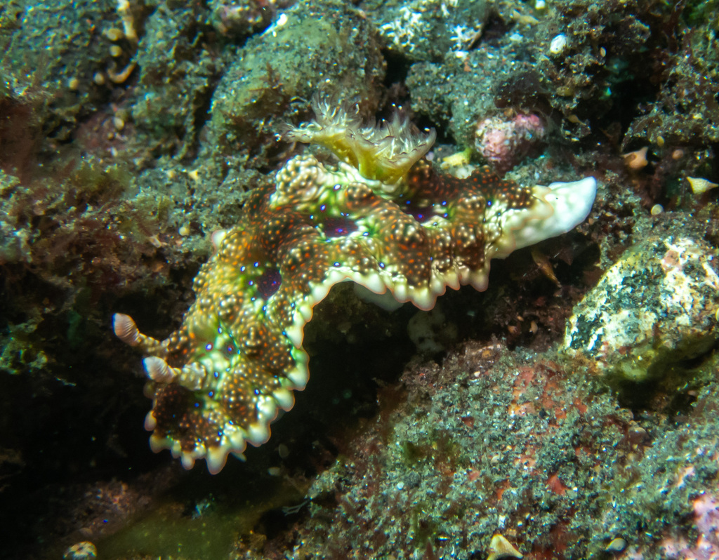 Pancake Lobe-margin Dorid
