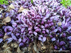 Lathraea clandestina