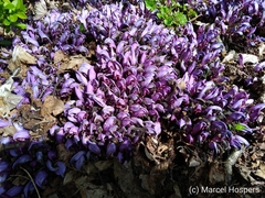 Lathraea clandestina