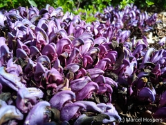 Lathraea clandestina