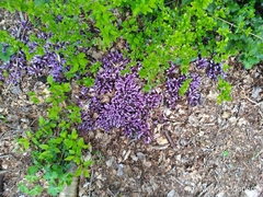 Lathraea clandestina