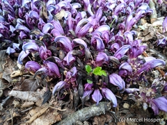 Lathraea clandestina