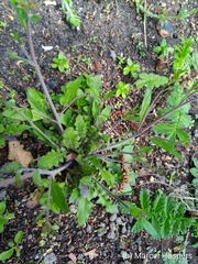 Magnoliopsida