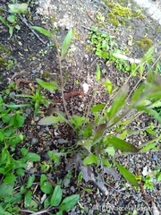 Magnoliopsida