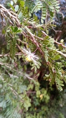 Dichrostachys
