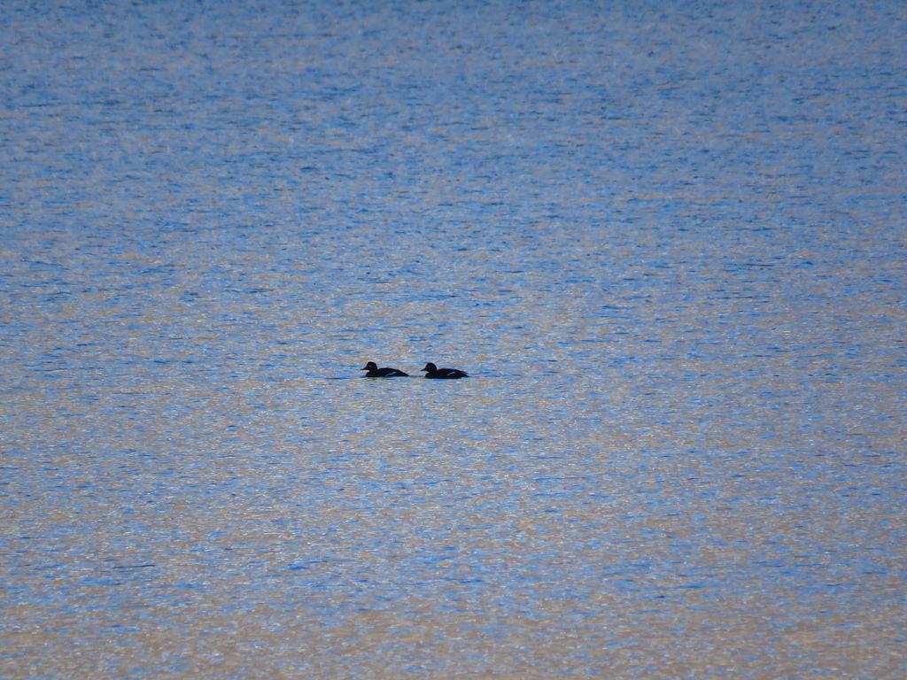 Velvet Scoter In January 2024 By Donzelli INaturalist   Large 