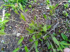 Magnoliopsida