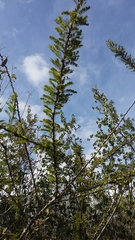 Senna polyphylla