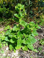 Scrophularia vernalis