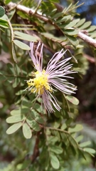Dichrostachys