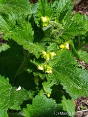 Scrophularia vernalis