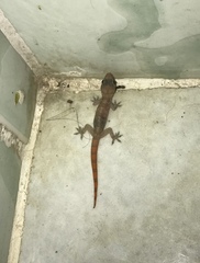 Hemidactylus angulatus