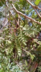 Dichrostachys