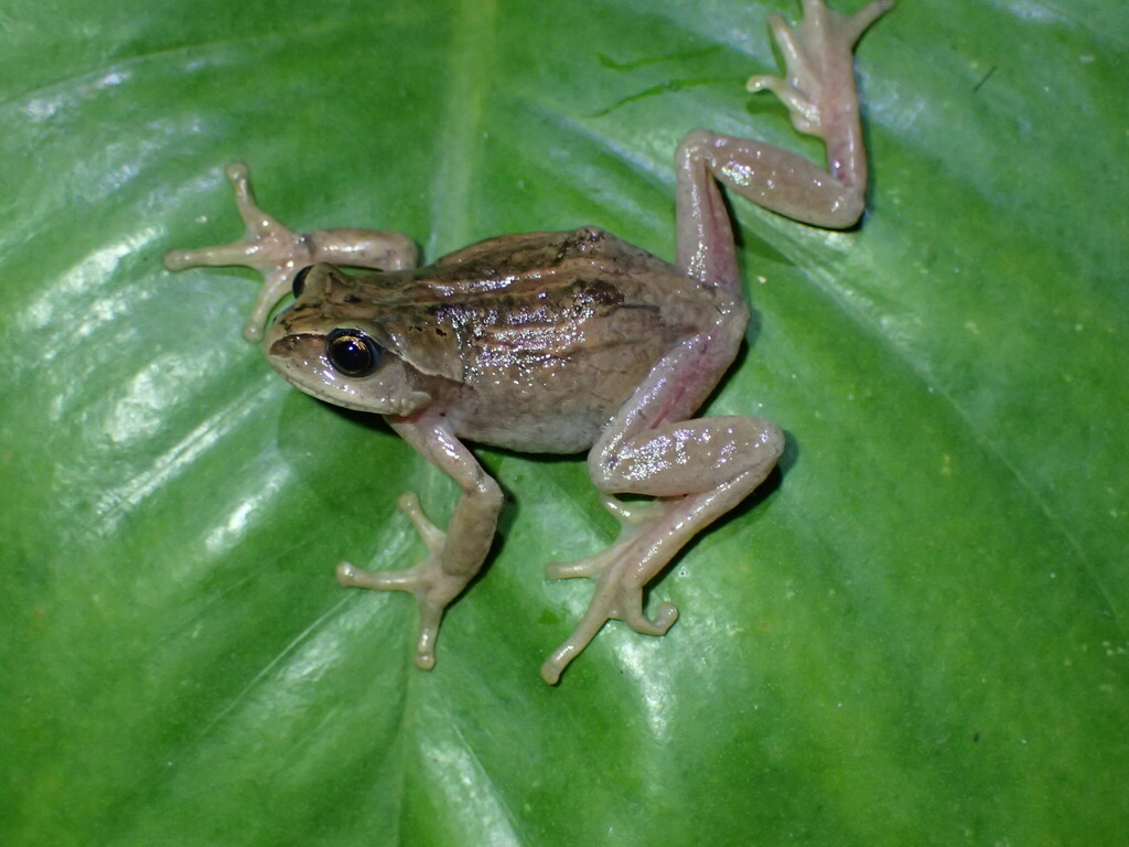 Big-eyed Frogs in July 2019 by Tom Kirschey · iNaturalist