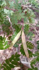 Dichrostachys