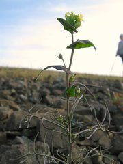 Streptanthus diversifolius