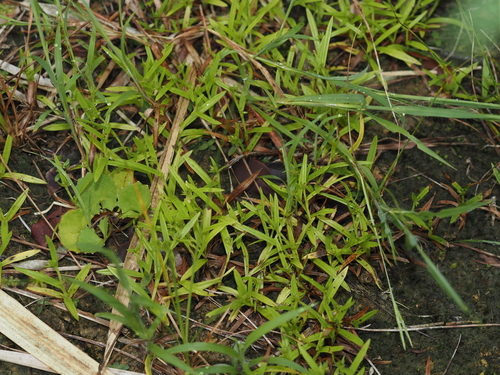 Diplacrum caricinum observed 2023-10-08