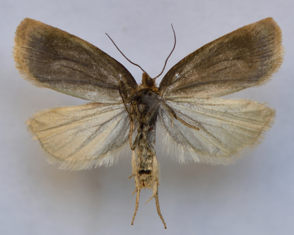 Clepsis rogana