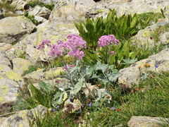 Adenostyles leucophylla