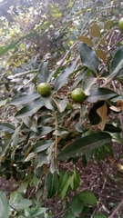 Astrotrichilia asterotricha