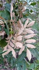 Astrotrichilia asterotricha