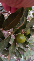 Astrotrichilia asterotricha