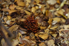 Kopsiopsis strobilacea