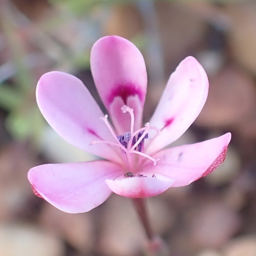 Renoster Kammetjie (Freesia verrucosa)