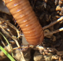 Pachyiulus cattarensis