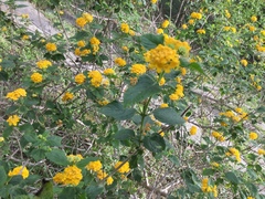 Lantana × hybrida