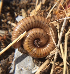 Pachyiulus cattarensis