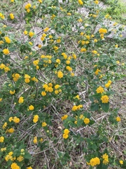 Lantana × hybrida