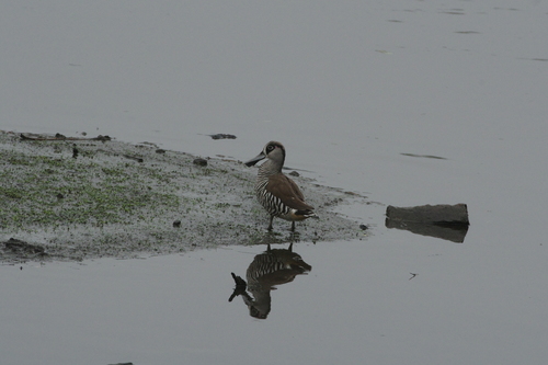 Pink-eared Duck (Malacorhynchus membranaceus)