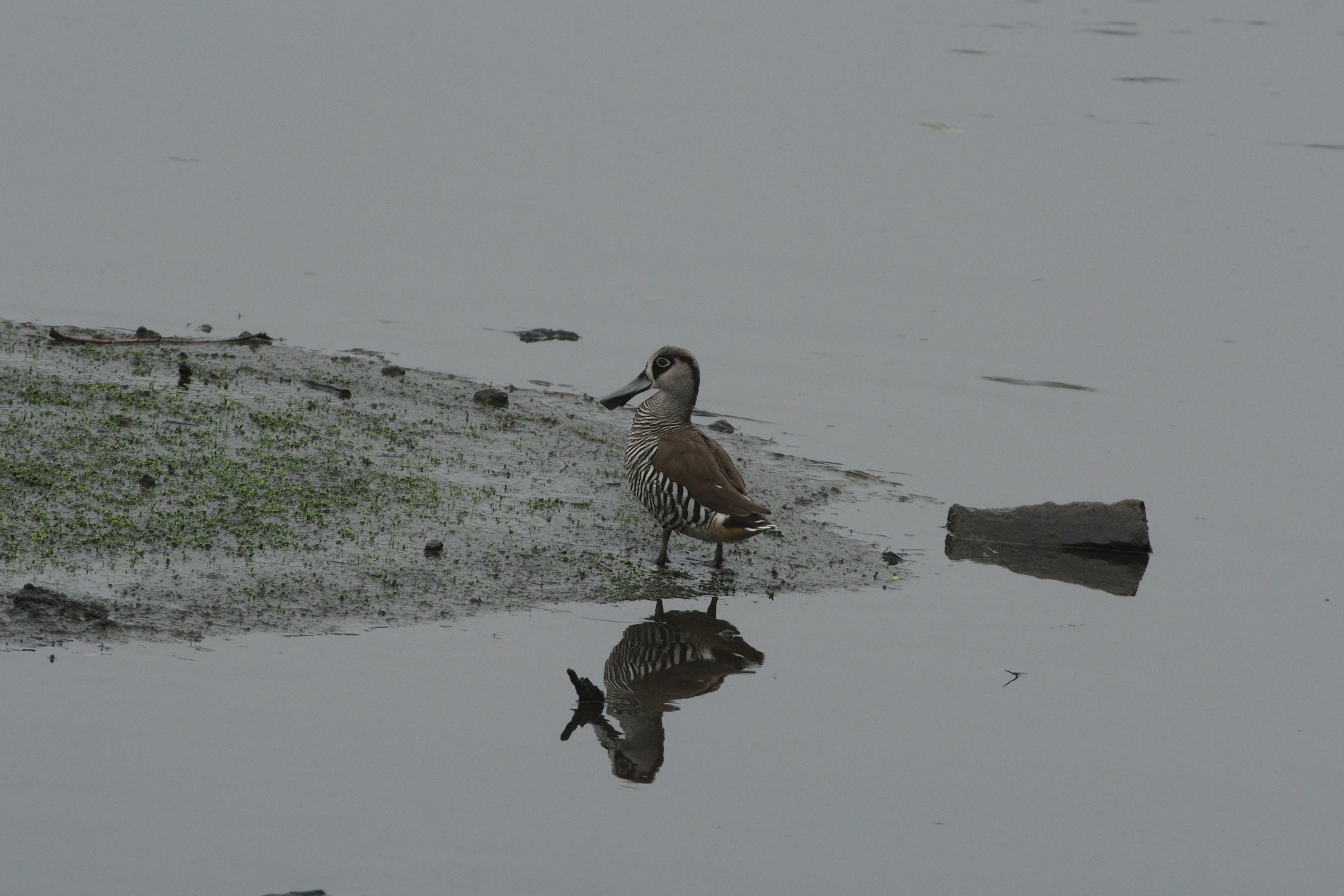 Pink-eared Duck illustration