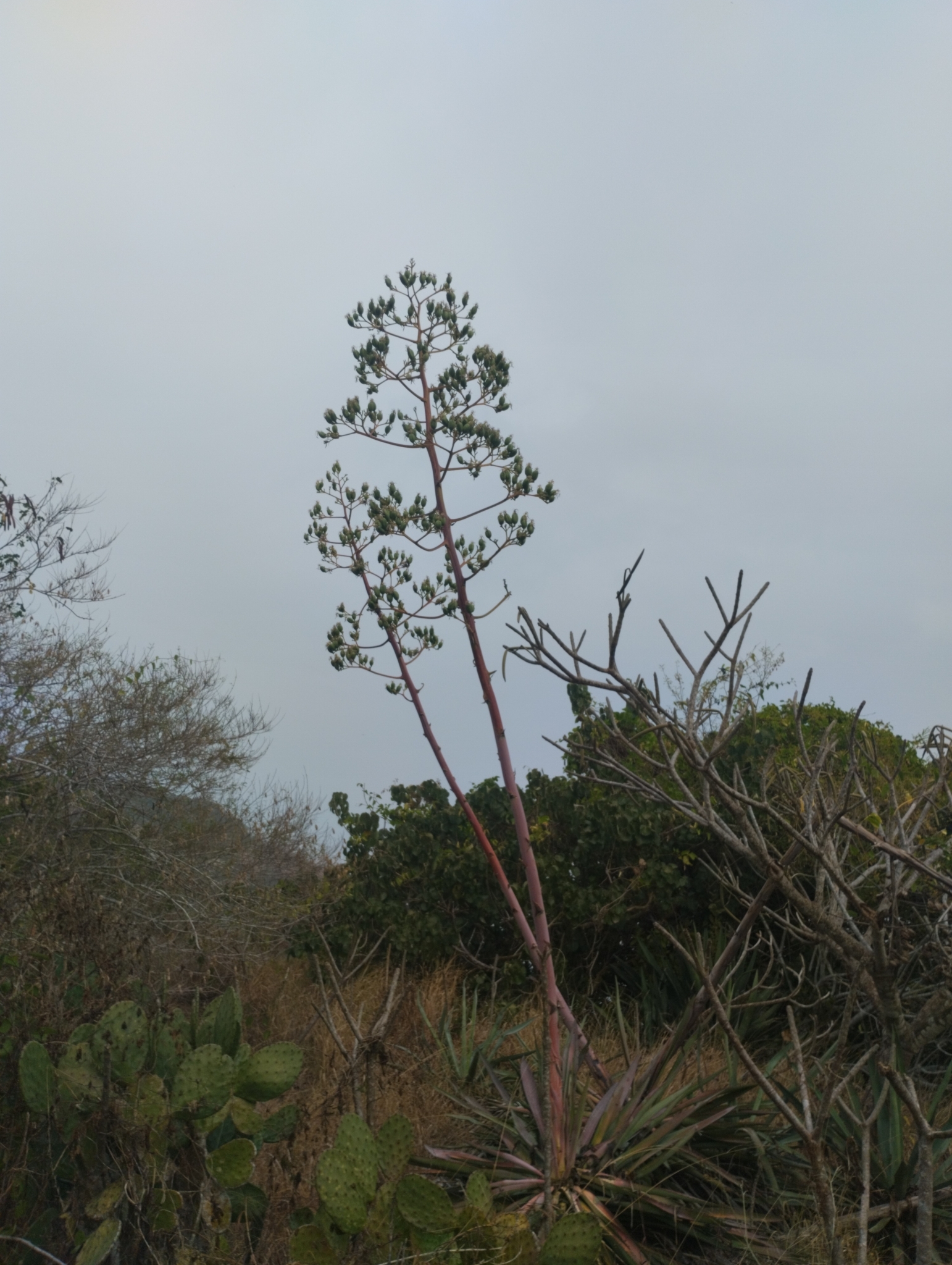 Imagem de Sisal