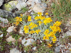 Jacobaea incana