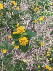Lantana × hybrida