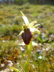 Ophrys sphegodes sphegodes