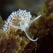 Salt-and-pepper Nudibranch - Photo (c) Stefan, some rights reserved (CC BY-NC), uploaded by Stefan