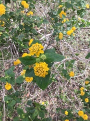 Lantana × hybrida