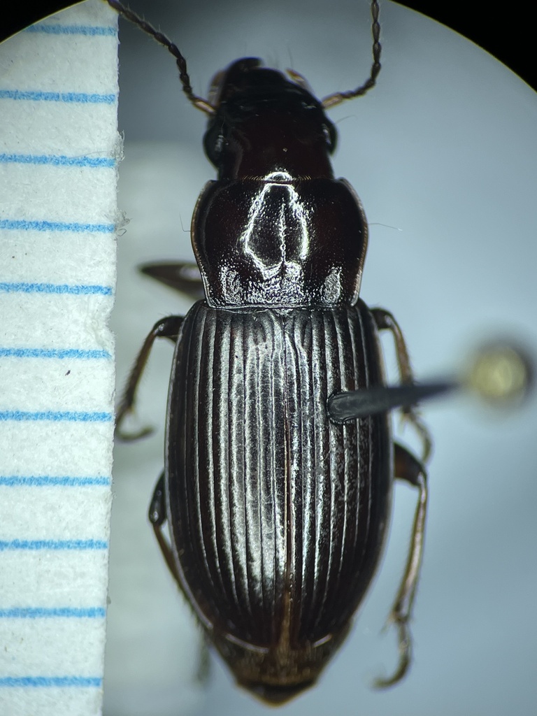 Harpalus cordifer