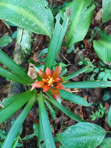Foto de Bromélia