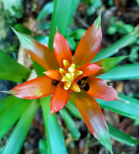Foto de Bromélia